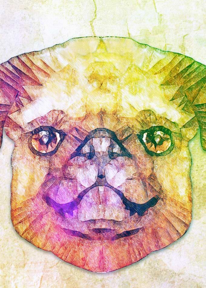 funky pug