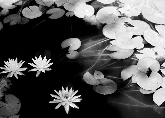 lily pond