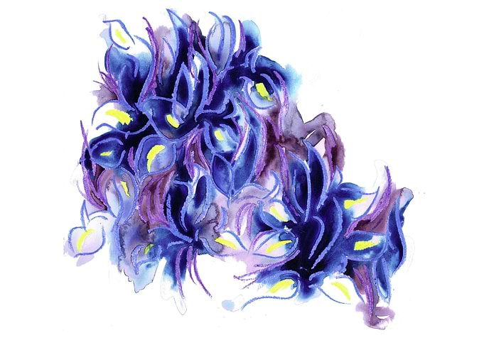 Iris 2