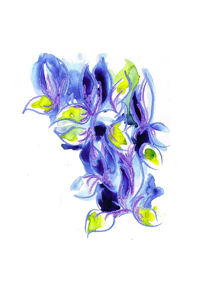 Iris 3