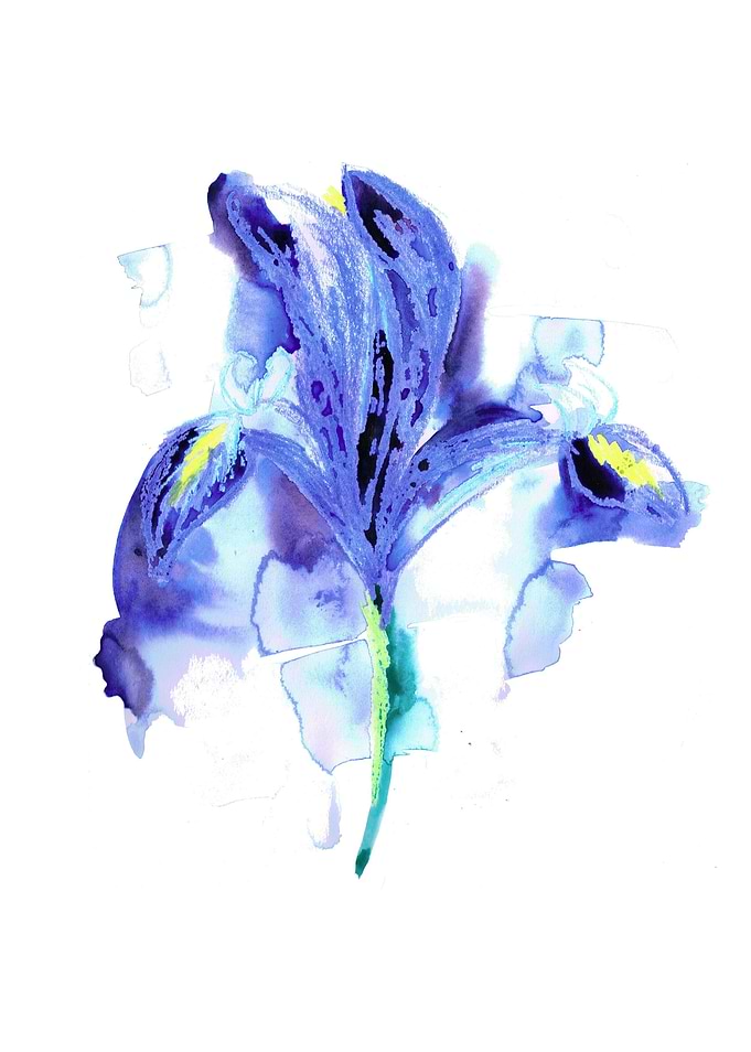 Iris