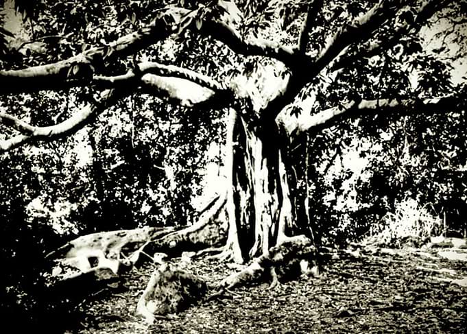 as nature created