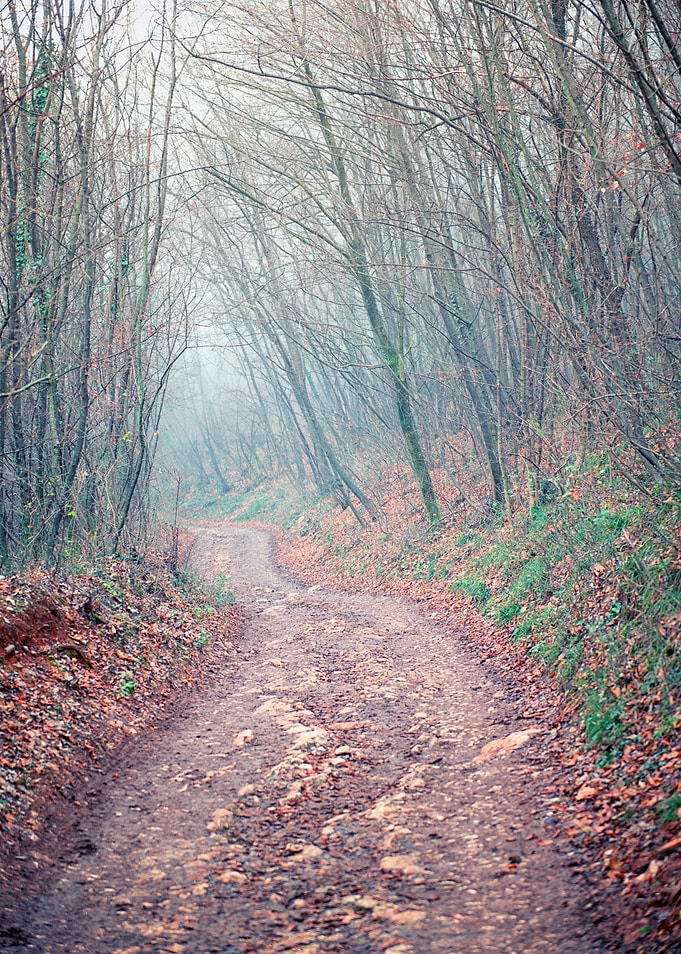Winter fog on wood