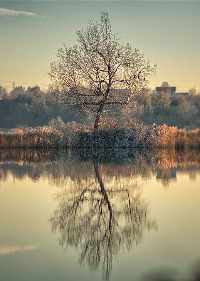 The tree alone
