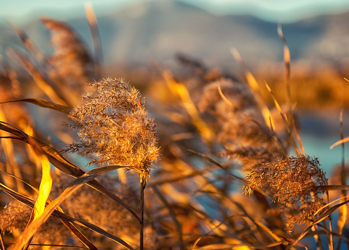 Cane field