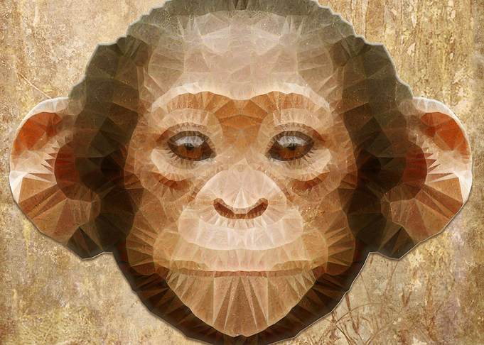 chimpanzee