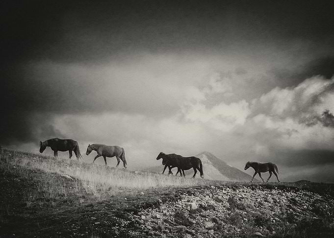 Pilgrims b/w