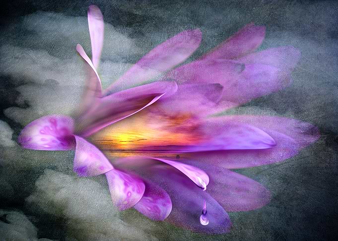 a Tear of Flower