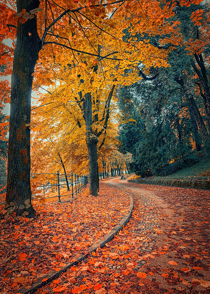 fallen leaves