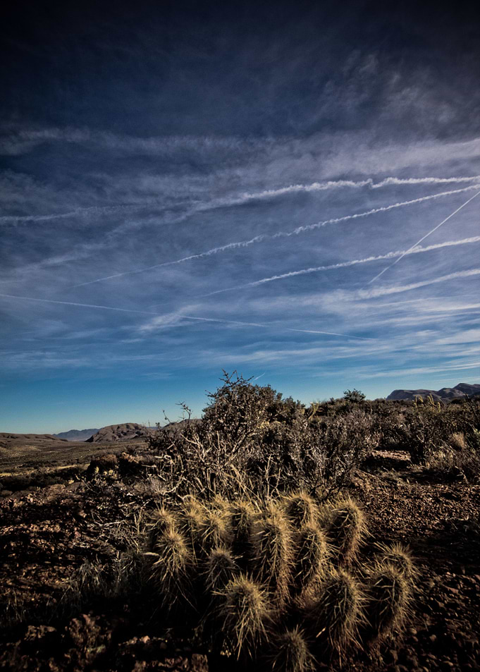 Cactus Sky