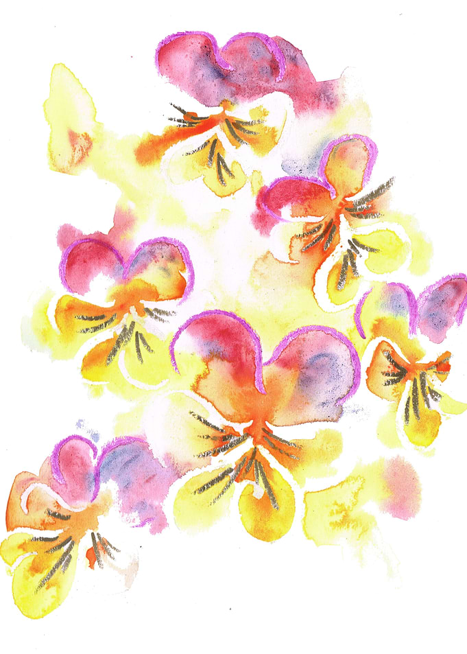 Pansy