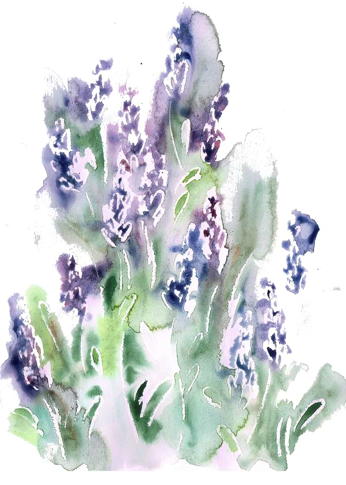 Lavender