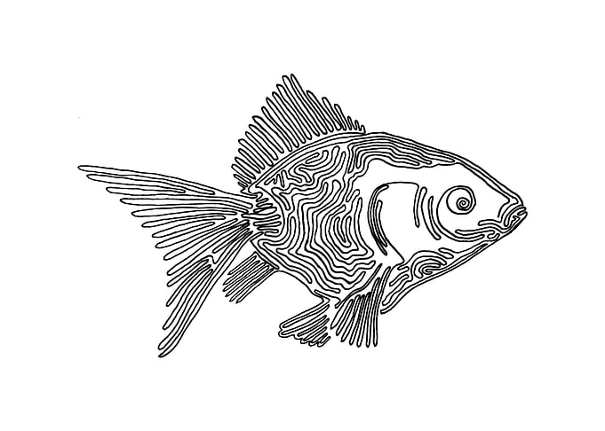 Goldfish, One Line Drawing The line starts in the eye ...