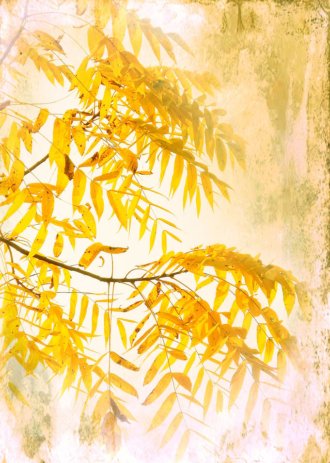 Yellow Foliage