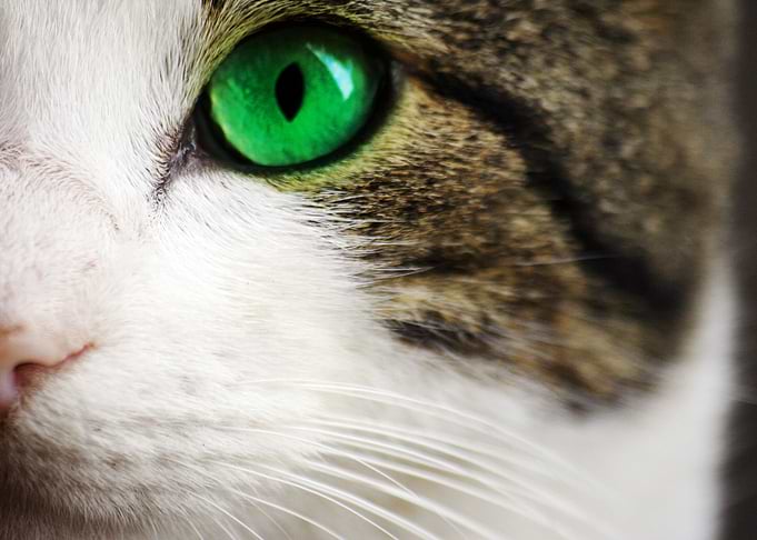 Cat's eye