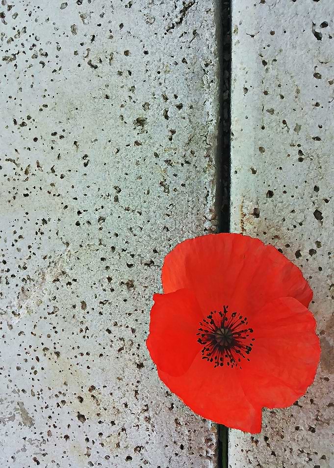 Poppy on concrete background