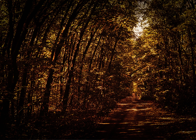 The way to the enchanted forest