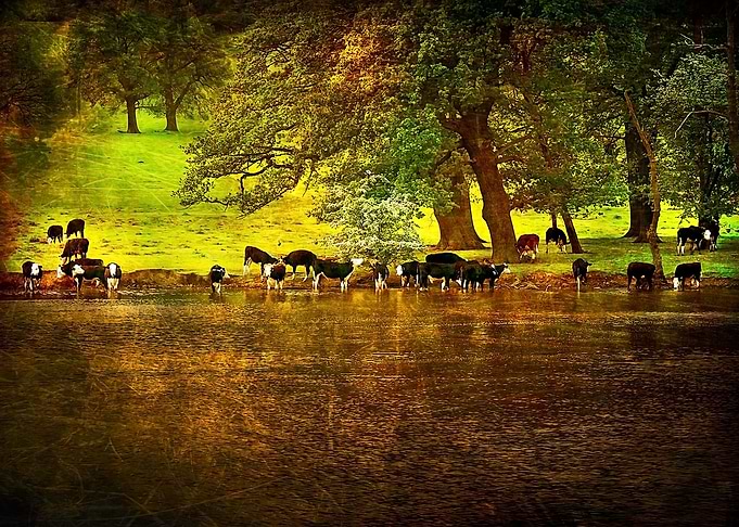 Cows