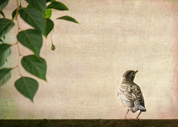 Robin on Fence #1