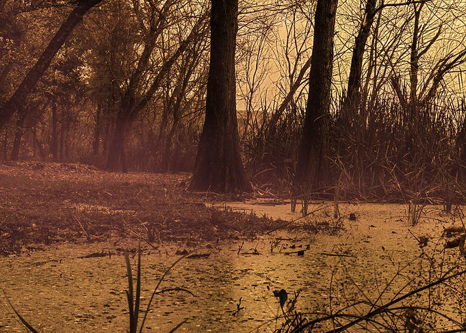 The fall The fog The swamp The drama