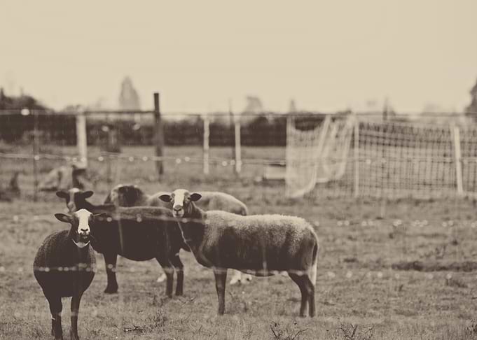 Sheep