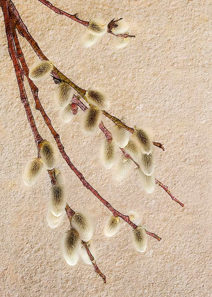 Spring Branch