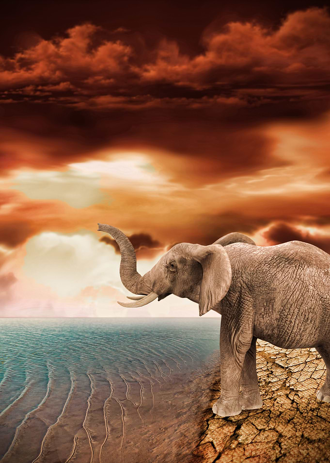 elephant looking for water