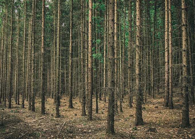 The Woods