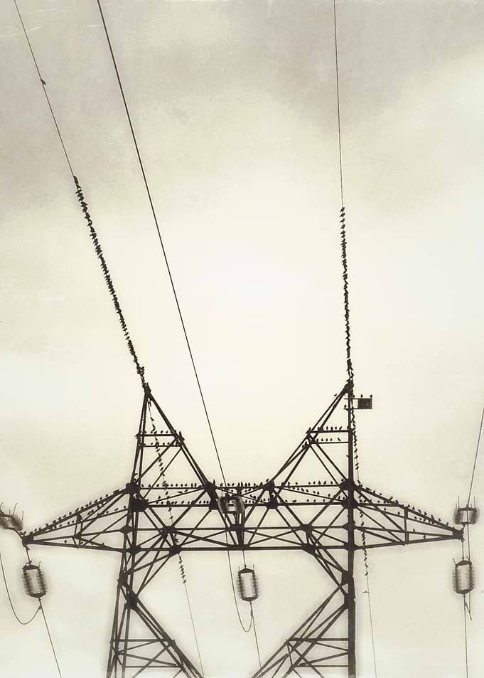 Birds on a wire