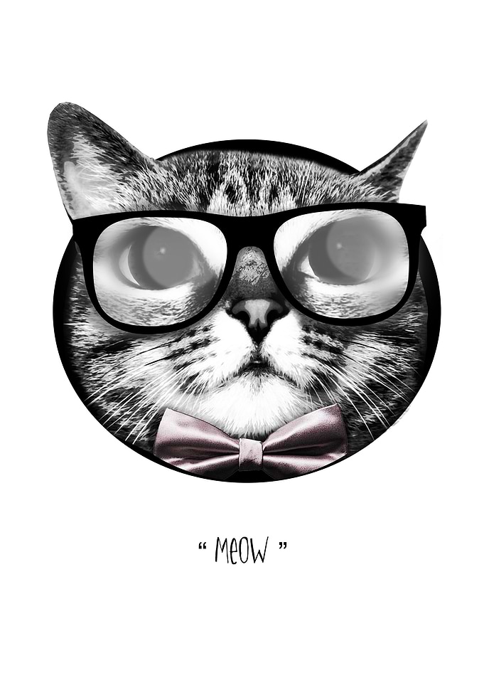 Mr Meow