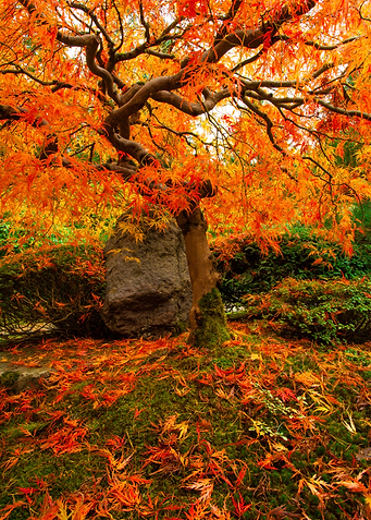 Autumn Ablaze