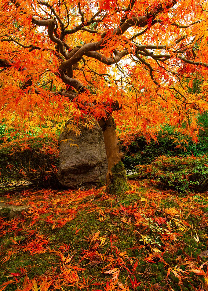 Autumn Ablaze