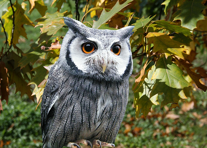 Owl and autumn leaves