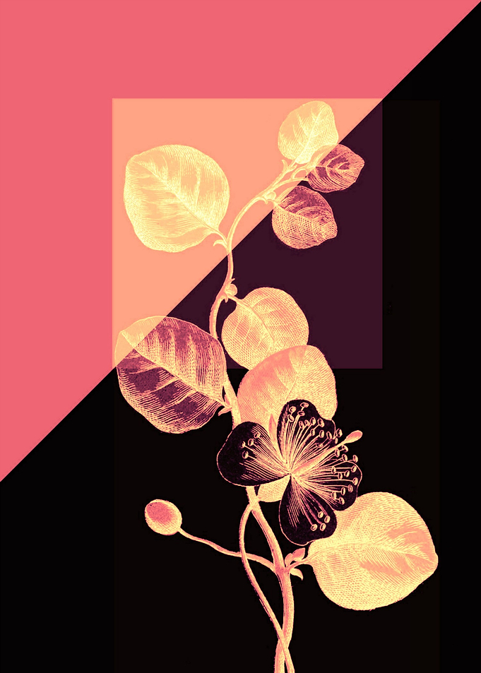 flower on black and pink