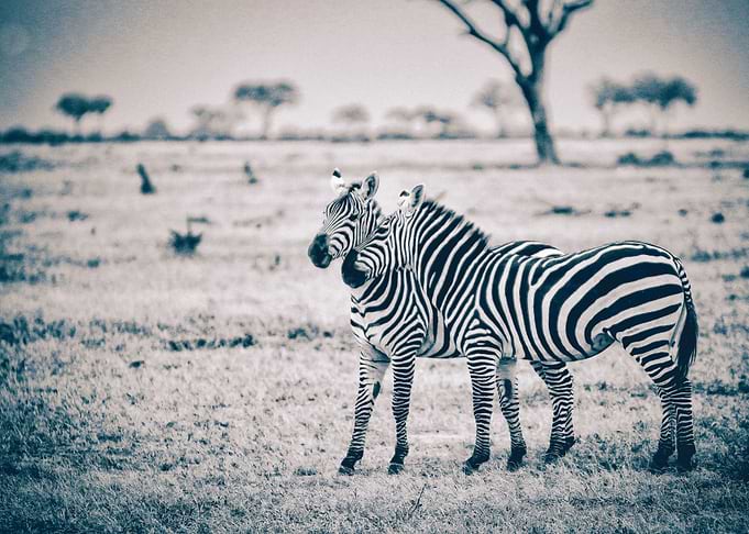 Zebras