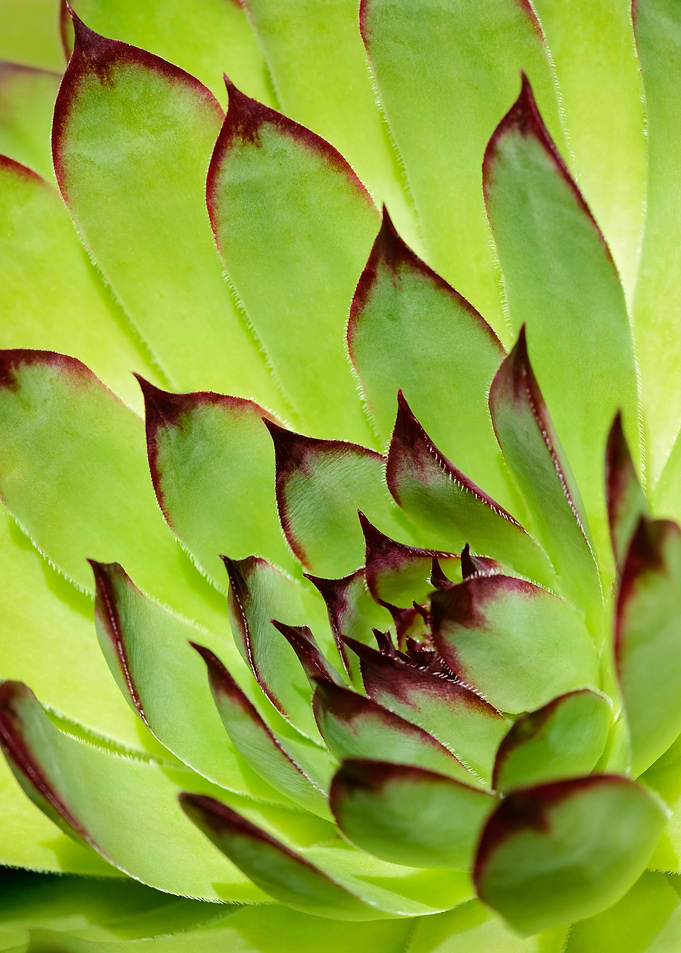 Ornamental succulent Houseleek rosette