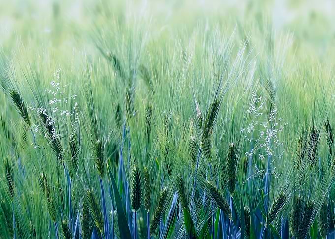 Barley and flowering grass alienated into a bluish col ...