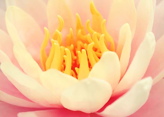 PInk Nymphea