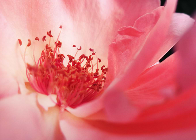 Pink rose