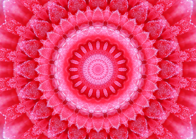 Mixed Media Kaleidoscope from a rose photography