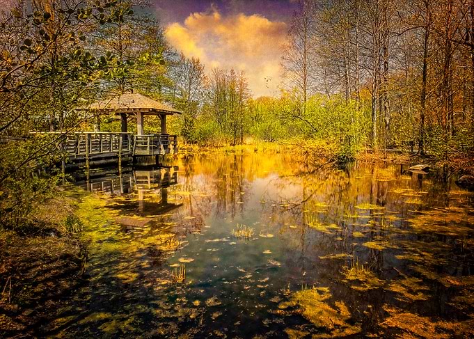 The Pond