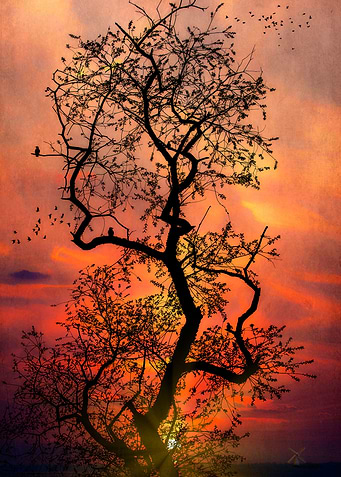 The Last Tree In The Forest