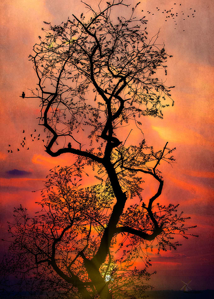 The Last Tree In The Forest
