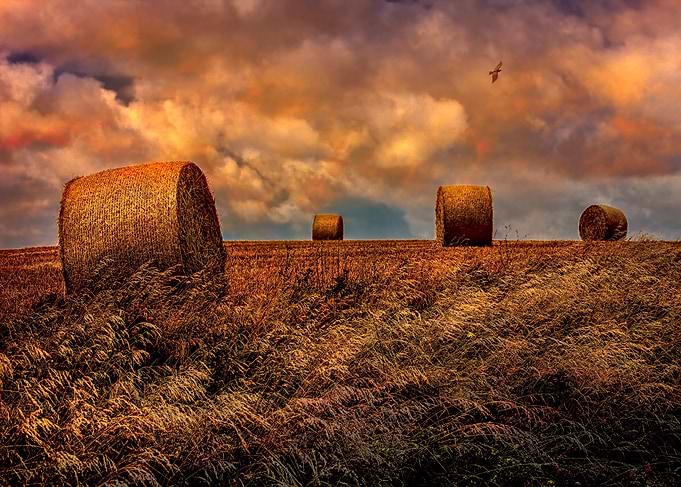 The Hayfield