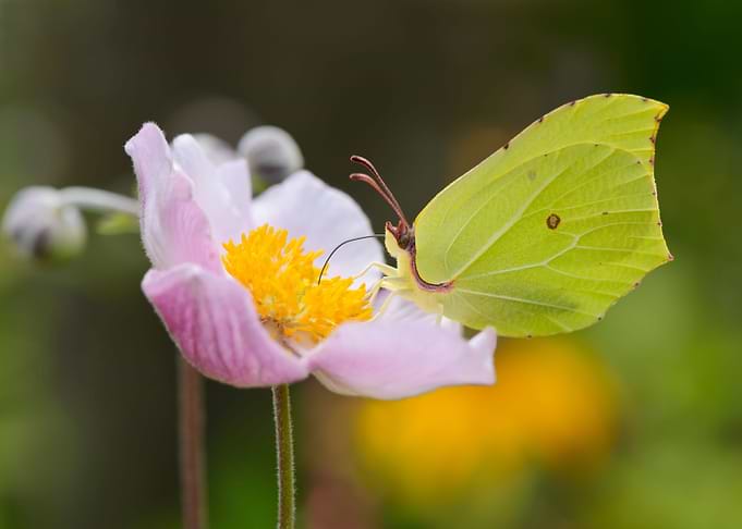 Brimstone butterfly on a flowering japanese anemone