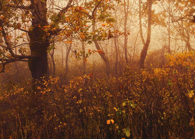 Fairyland