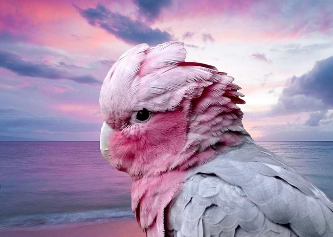 Galah Cockatoo and Summer