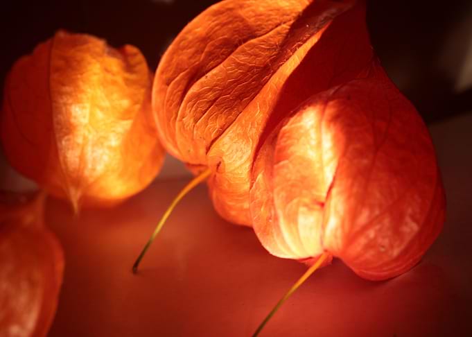 physalis in the light