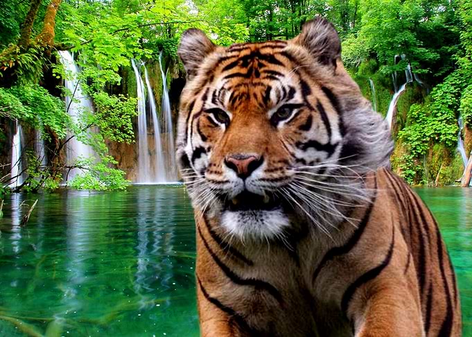 Tiger and Waterfall