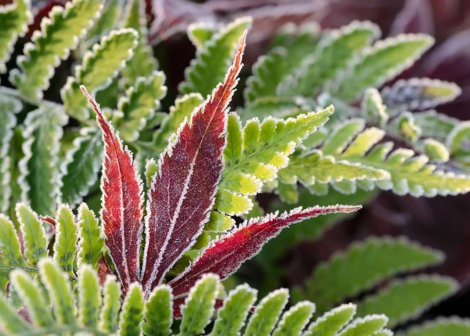 Colored leaf of a Japanese Maple with green ferm